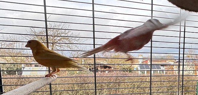 ...im Flug ... (Foto: Pia Wienrich) ...im Flug ... (Foto: Pia Wienrich)